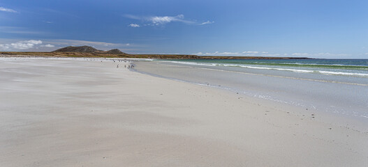 Penguins on a Beach on the Falkland Islands