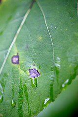 feuille d'un arbre malade