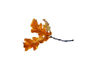 Image of oak leaves on a white background