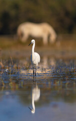 Obraz premium Garceta común (Egretta garzetta) con un caballo al fondo en el Parc Natural dels Aiguamolls de l'Empordà (Parque Natural de los Aiguamolls del Empordá) Castelló d'Empúries, Girona, Catalunya