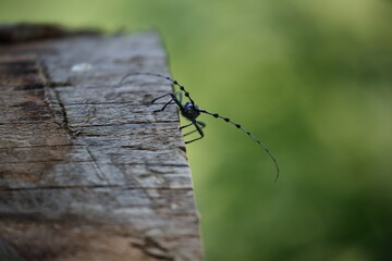  Rosalia longicorn (Rosalia alpina) or Alpine longhorn beetle