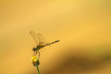 dragonfly on a yellow flower