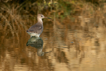 Redshanks at Asker Marsh, Bahrain