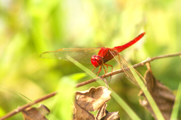 red dragonfly on a flower