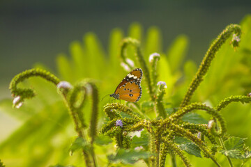 butterfly on a flower