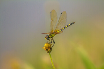 dragonfly on a yellow flower