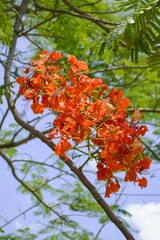 flam boyant flower in nature garden