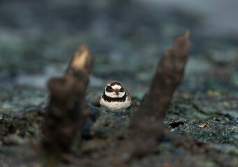 Little ringed plover at Tubli bay, Bahrain