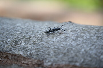  Rosalia longicorn (Rosalia alpina) or Alpine longhorn beetle
