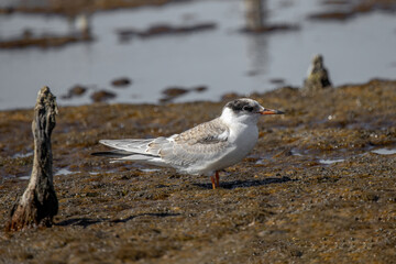 Common tern (sterna hirundo) in Danube Delta Romania. Wildlife in natural habitat