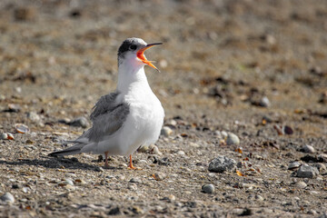 Common tern (sterna hirundo) in Danube Delta Romania. Wildlife in natural habitat