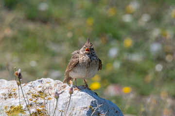 Crested lark (Galerida cristata) Wildlife animal