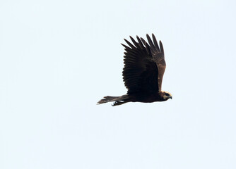 Eurasian Marsh harrier in flight at Asker Marsh, Bahrain