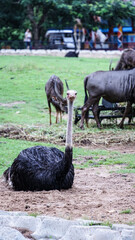 The ostrich was so big, it looked up close and was terrifying.