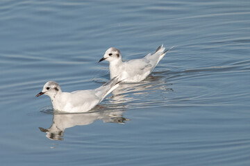 Close up of Little Gull (Hydrocoloeus minutus)