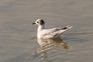 Close up of Little Gull (Hydrocoloeus minutus)