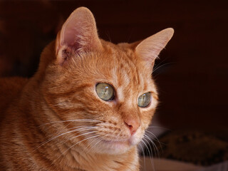 Gatto di casa