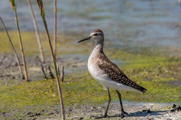A Marsh Sandpiper (Tringa stagnatilis) wading in a calm stream