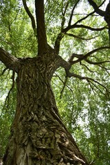 A majestic tree in a park, Montmagny