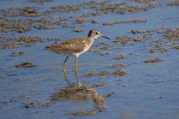 A Marsh Sandpiper (Tringa stagnatilis) wading in a calm stream