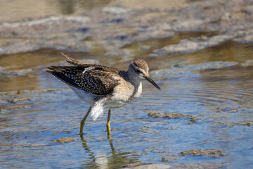 A Marsh Sandpiper (Tringa stagnatilis) wading in a calm stream