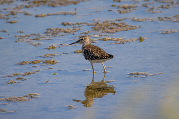 A Marsh Sandpiper (Tringa stagnatilis) wading in a calm stream