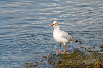 Close up of Black-headed gull (Chroicocephalus ridibundus)