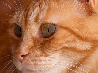 Gatto di casa