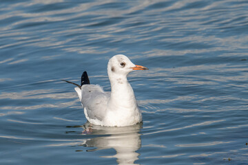 Close up of Black-headed gull (Chroicocephalus ridibundus)