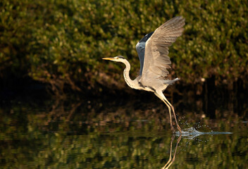 Grey Heron takeoff and reflection on water at Tubli bay, Bahrain