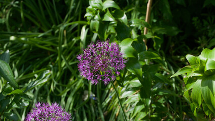Purple allium flowers and lush foliage in garden on sunny day