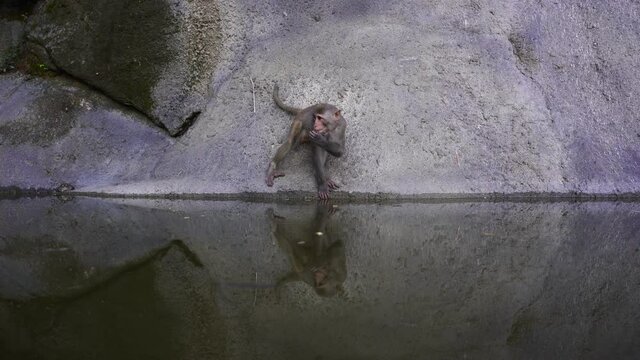 Wild monkey family on rock with pond near city Da Nang, Vietnam. Wild monkeys in the nature