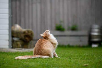 Ginger Maine Coon. A Maine Coon female cat outside in the garden looking at something in the...