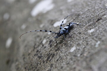 Rosalia longicorn (Rosalia alpina) or Alpine longhorn beetle