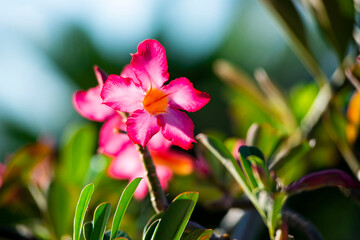 Pink flower in the garden