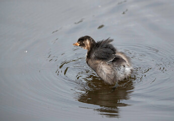 Juvenile Little grebe at Kabini Forest Reserve, India