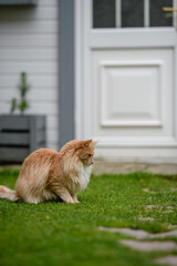 Naklejka na ściany i meble Ginger Maine Coon. A Maine Coon female cat outside in the garden looking at something in the distance.