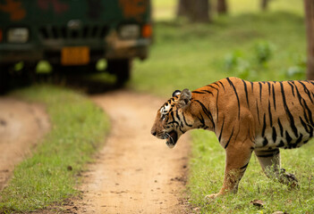 Tiger corssind the mud track infront of tourist vehicle at Kabini Tiger Reserve, India
