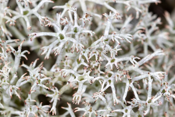A close-up view of the Cladonia rangiferina, also known as reindeer lichen