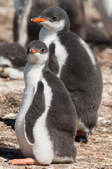 Gentoo Penguin chick, Falkland Islands