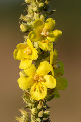 Flowers of the Verbascum phlomoides, the orange mullein