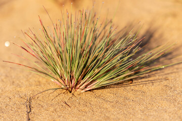 Fototapeta premium The grey hair-grass (Corynephorus canescens) on the sand
