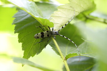  Rosalia longicorn (Rosalia alpina) or Alpine longhorn beetle