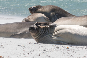 Elephant Seals on a beach, Falkland Islands