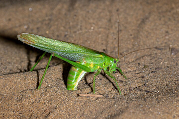 Tettigonia viridissima, the great green bush-cricket laying eggs in the sand