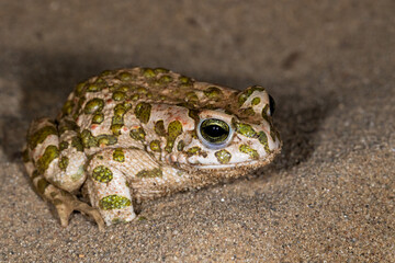 Portrait of the green toad (Bufo viridis) on a sand