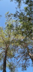 Fototapeta premium pine tree branches