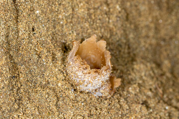A fungus Peziza ammophila on a sand dune, Special Reserve 