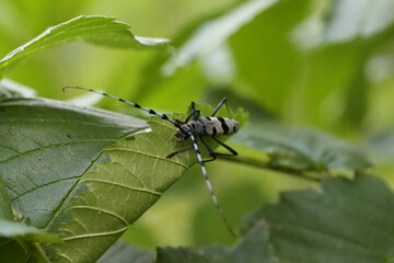  Rosalia longicorn (Rosalia alpina) or Alpine longhorn beetle