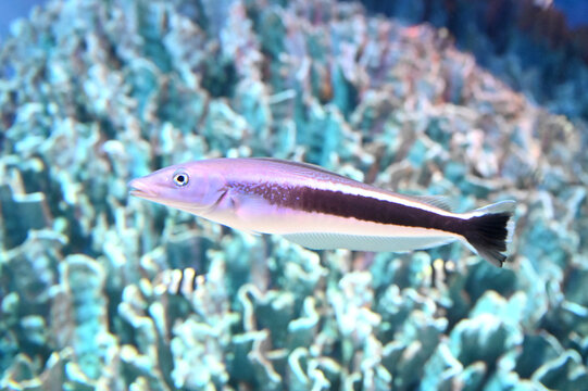 水中を元気に泳ぐキツネアマダイの姿